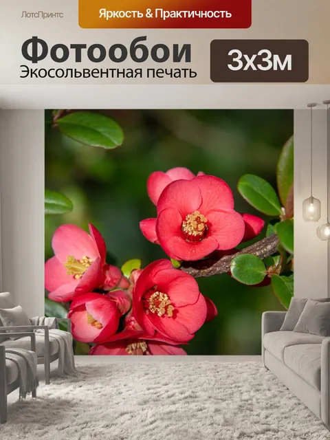 Фотообои Цветы, красный цветок