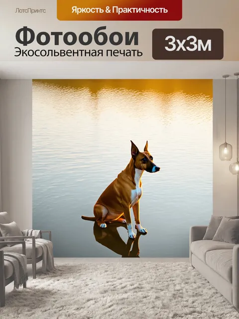 Фотообои басенджи, сидящий на берегу спокойного озера во время золотого часа, отражение собаки в воде