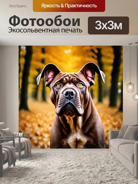 Фотообои Крупный план головы собаки породы конекорсо