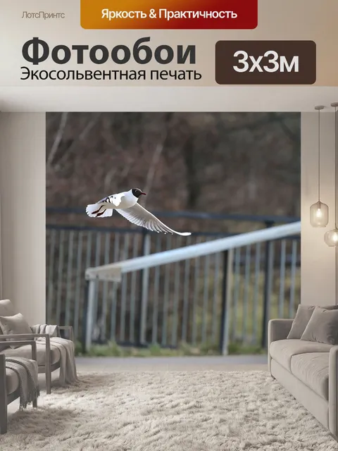 Фотообои Чайка