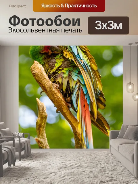 Фотообои Попугай-чистильщик