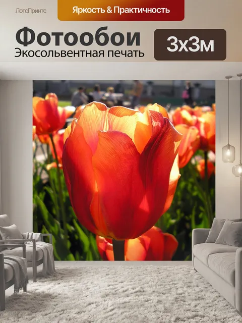 Фотообои Тюльпан
