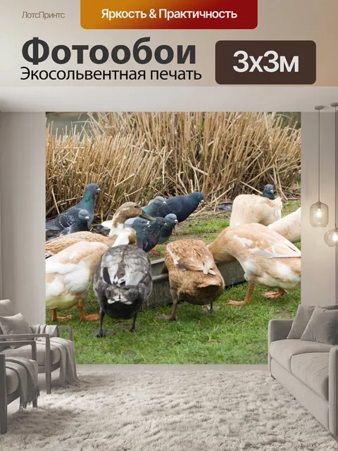 Фотообои Гуси и голуби