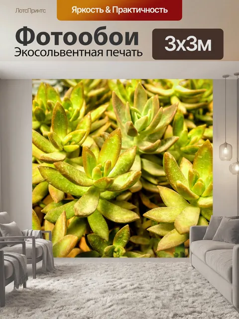 Фотообои Кактус пустынное растение