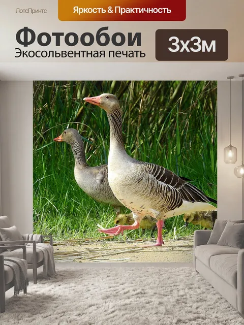 Фотообои Птицы