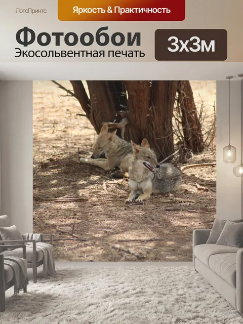 Фотообои Шакал