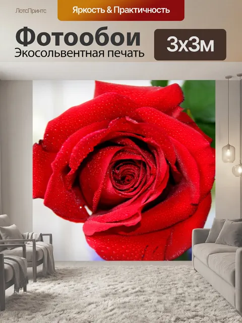Фотообои Роза