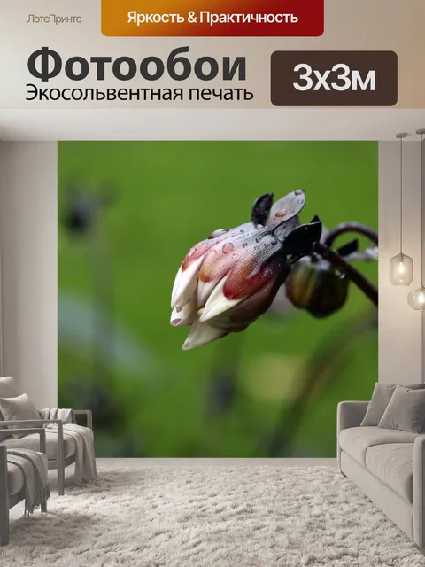 Фотообои Цветок