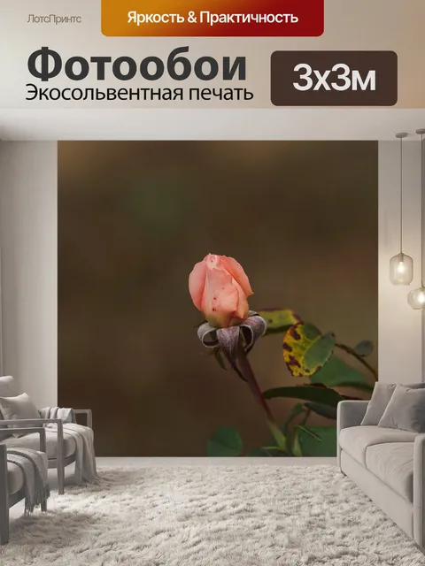 Фотообои Роза