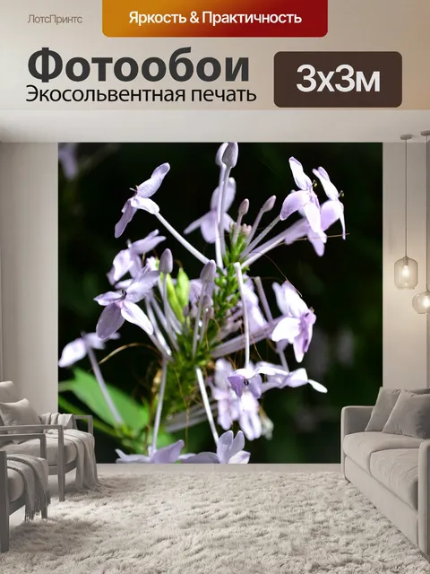 Фотообои Паук
