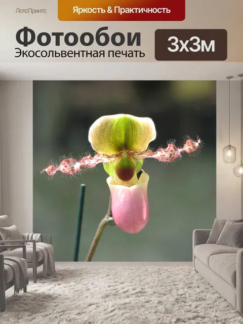 Фотообои Орхидея