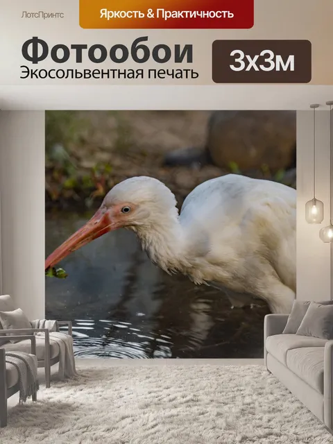 Фотообои Ибис с едой, застрявшей во рту