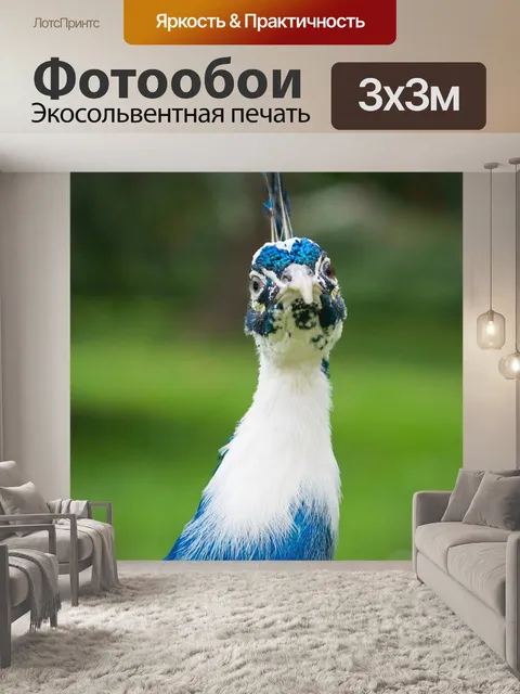 Фотообои Павлин