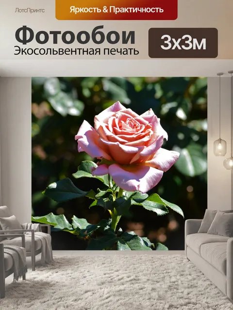 Фотообои Роза