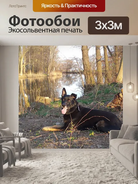 Фотообои Собака