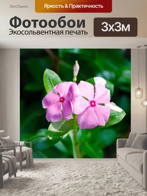 Фотообои Орхидеи