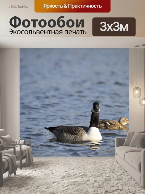 Фотообои Грейлаг Гусь