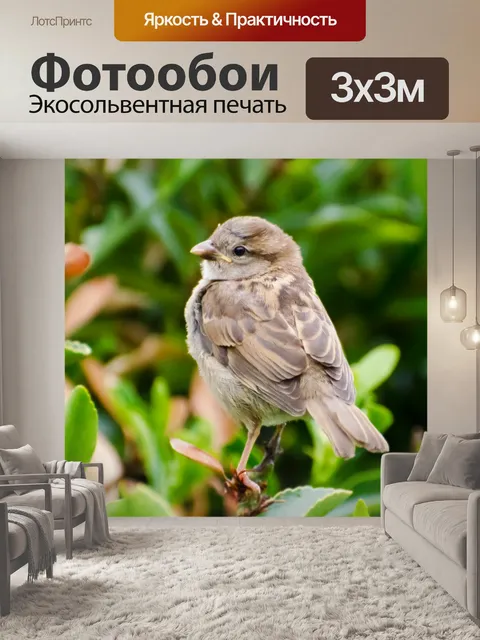 Фотообои Птица