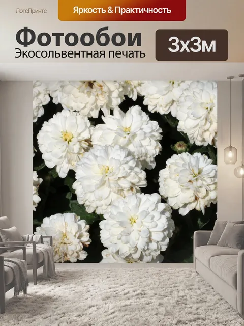 Фотообои Белые хризантемы