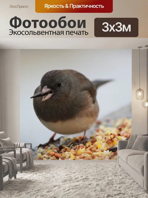 Фотообои Птица и семян подсолнечника
