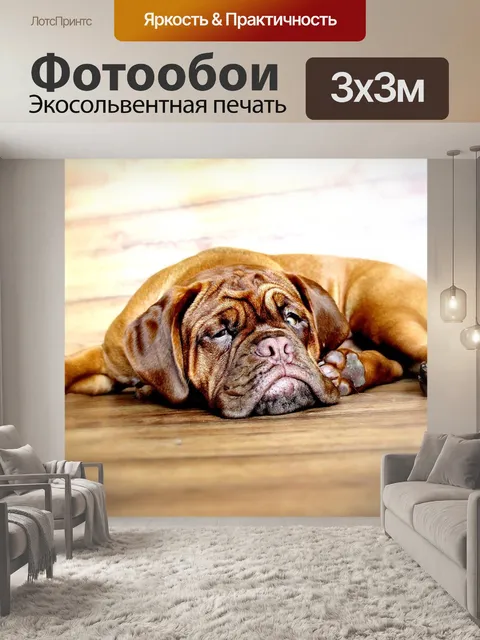 Фотообои Собака
