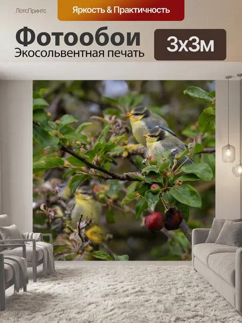 Фотообои Голубая синица