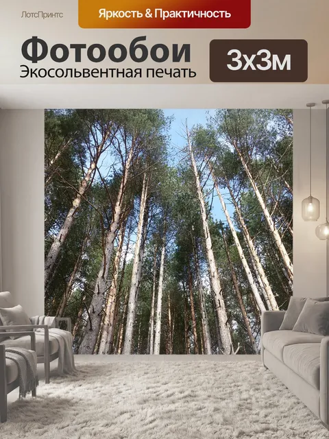 Фотообои Березовый лес