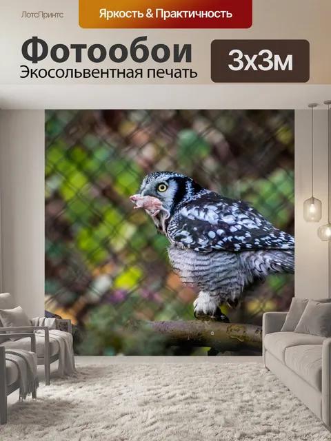 Фотообои Сова