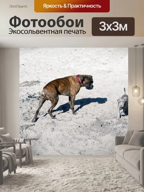 Фотообои Животное