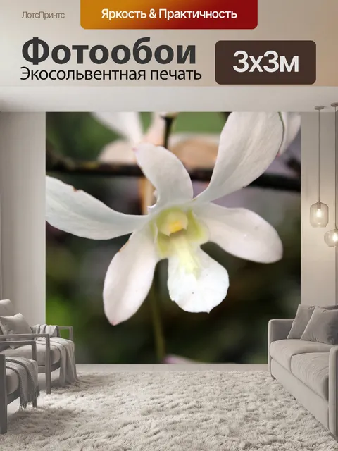 Фотообои Белая орхидея