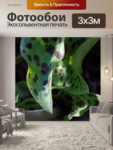 Фотообои Пятнистые листья леопардовой лилии