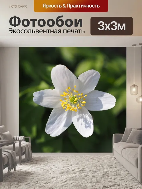 Фотообои Древесные анемоны