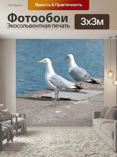 Фотообои Пара чаек
