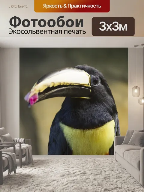 Фотообои Тукан
