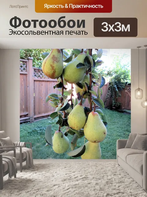 Фотообои груши