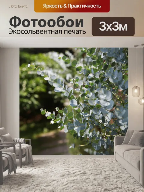 Фотообои Эвкалипт