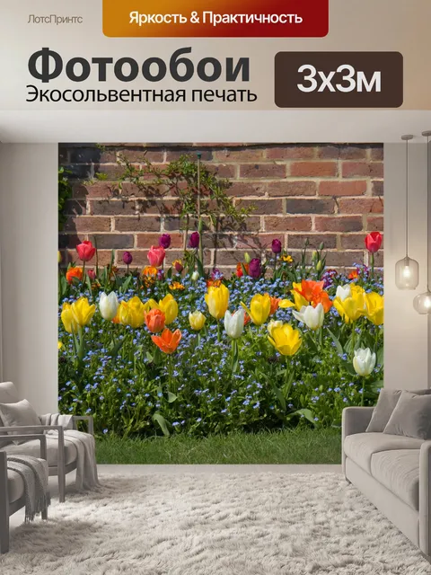 Фотообои Красочные цветы тюльпана