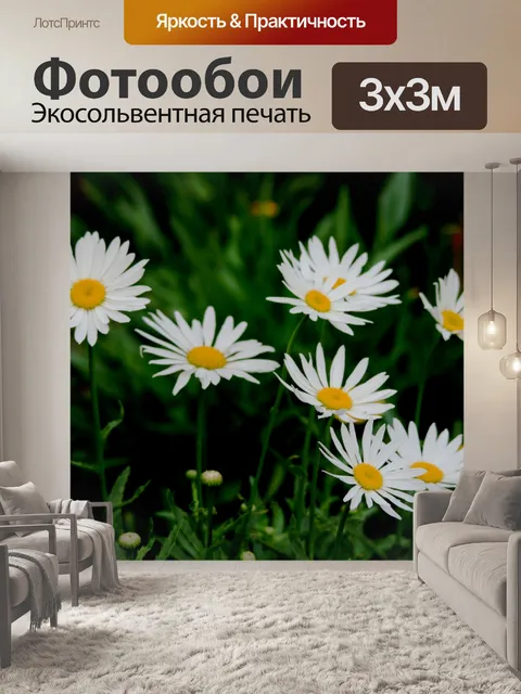 Фотообои простые белые ромашки
