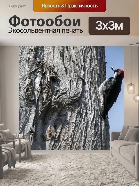 Фотообои Дятел