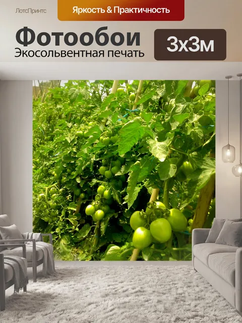 Фотообои Помидоры Сад