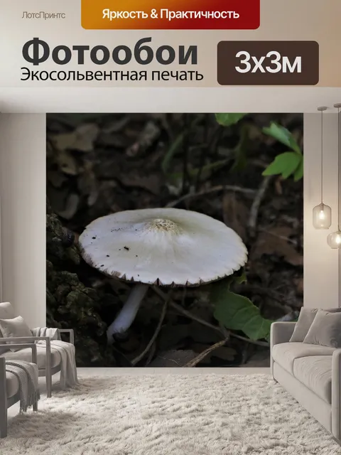 Фотообои Белый гриб на коре дерева