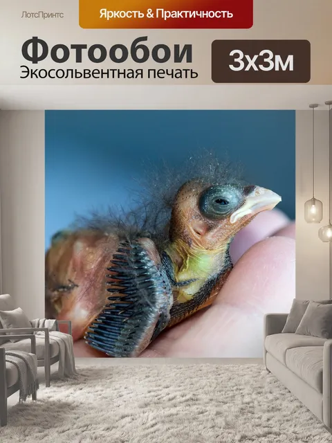 Фотообои Снегирь