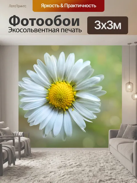 Фотообои Цветы ромашки цветут луговые
