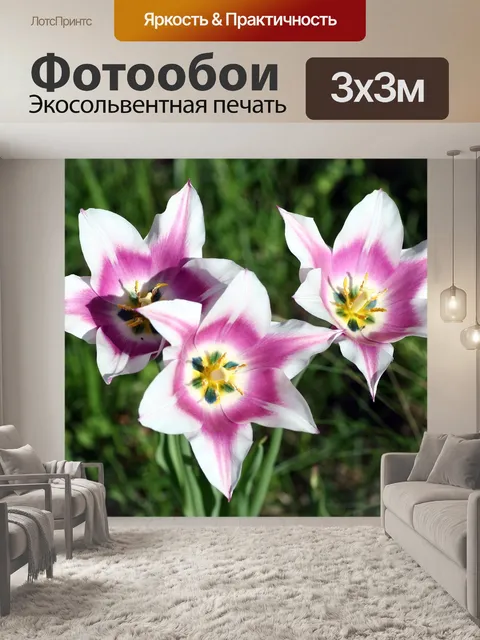 Фотообои Тюльпаны