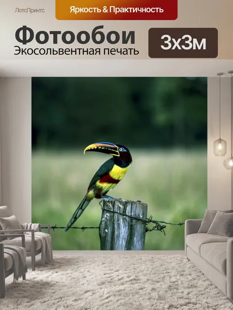 Фотообои Araçari