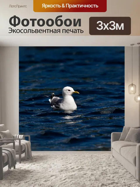 Фотообои Чайка