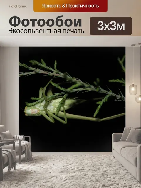 Фотообои Насекомое