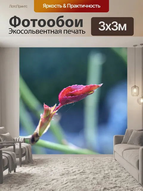 Фотообои Бутон розы