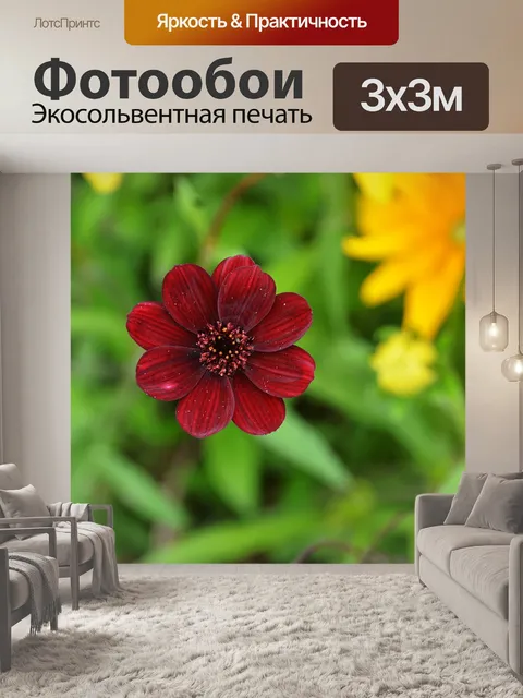 Фотообои Цветы и лепестки