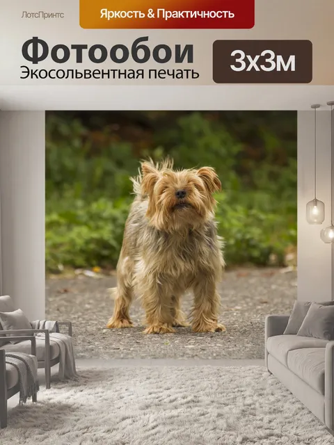 Фотообои Йорк